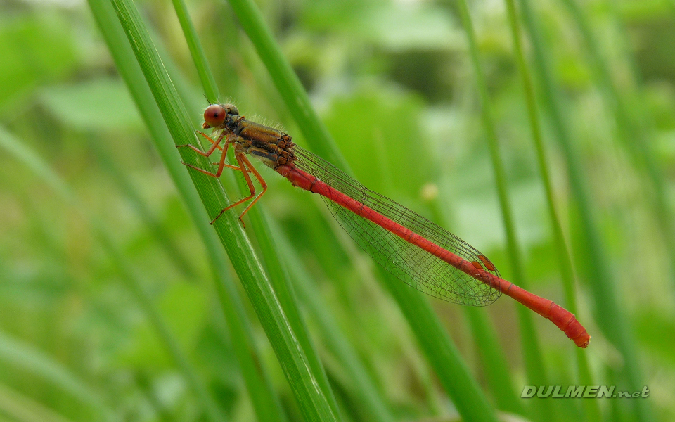 Small Red Damsel (Ceriagrion Tenellum)